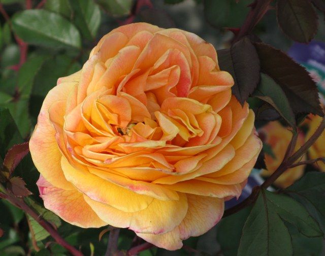  photo 7StrikeItRichatfarmsuuplyIMG_0643_zps878eace0.jpg